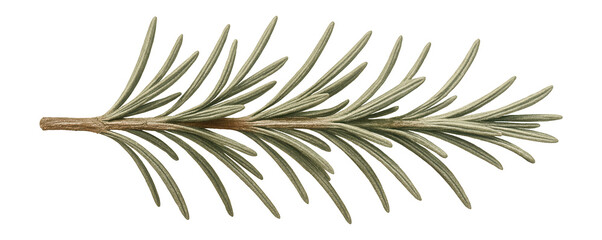 Dried rosemary sprig with needle-like leaves and woody stem