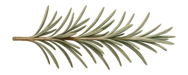 Dried rosemary sprig with needle-like leaves and woody stem