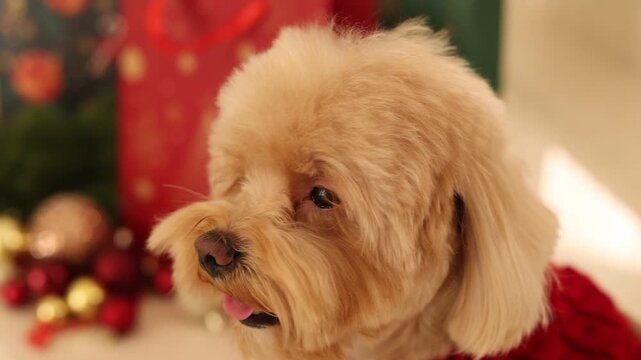a Maltipoo dog wearing a Santa hat and a red sweater with New Year's gifts