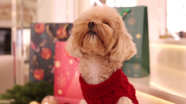 a Maltipoo dog wearing a Santa hat and a red sweater with New Year's gifts