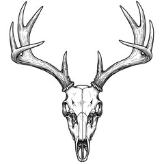 Vintage Engraved Deer Skull in Black and White Vector