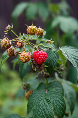 Fototapeta premium Close-Up of Raspberry on a Branch with Leaves — Organic Summer Fruit in Garden