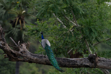 Beautiful Indian peacock perched on a tree branch surrounded by lush green foliage. Vibrant blue neck and long colorful tail feathers with striking eye patterns displayed in natural habits.