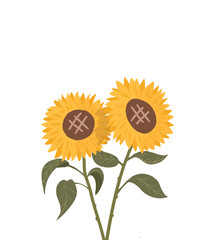 sunflower on white background