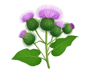 Detailed illustration of a cluster of burdock flowers