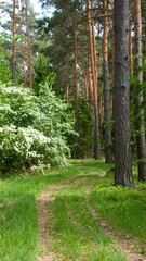Forest path with flowering shrubs