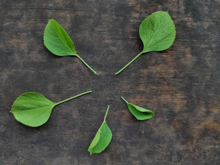 wild plant leaf decoration on a wooden board