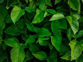 Close-up of lush green tropical leaves with natural texture and lighting. Fresh foliage background ideal for nature, garden, or eco-themed concepts.