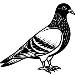 Obraz premium Stylized Black and White Pigeon Illustration 1.