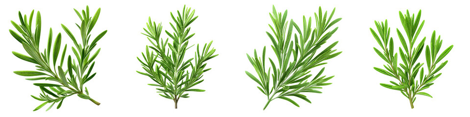 Fototapeta premium Fresh Rosemary Sprigs Isolated on White, Collection of Herbs