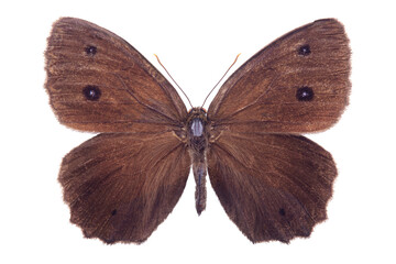 Butterfly. The Dryad (Minois dryas) isolated on white