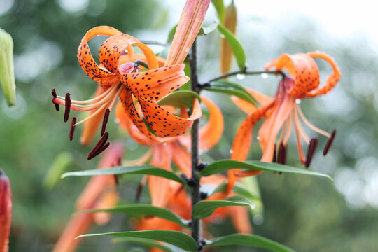 Close-up of blooming tiger lily with dew drops on vibrant orange petals, dark spots, detailed stamen, green background, shallow depth of field. - Powered by Adobe