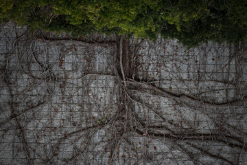 Tree-like vines sprawling across a concrete wall