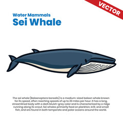 Sei Whale in Open Ocean - Fast Swimming Baleen Whale Known for Speed and Long Migrations
