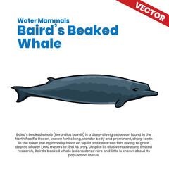 Baird’s Beaked Whale in the Pacific Ocean - Rare Deep-Diving Species with Elusive Behavior and Sharp Teeth