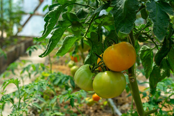 tomatoes in a greenhouse