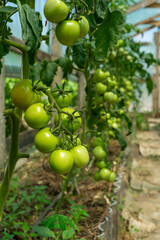 green tomatoes in a greenhouse