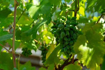 grapes on vine
