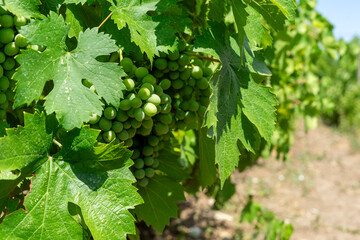 grapes on vine