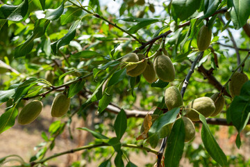 almond tree 