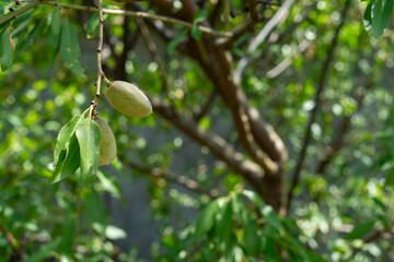 almond tree 