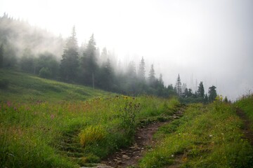 morning in the forest