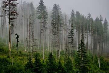 morning in the forest