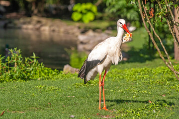 Cigogne blanche - Ciconia ciconia - dans le feuillage