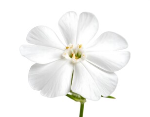 Close-up of a pristine white flower