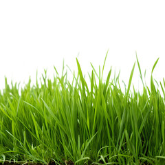 Obraz premium Vibrant Green Grass Blades on transparent background