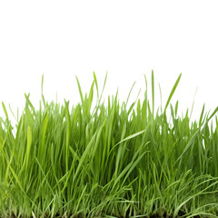 Fototapeta premium Vibrant Green Grass Blades on transparent background