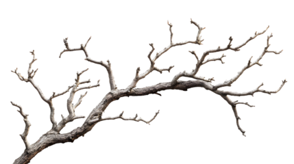 Old bare and twisted dry tree limbs and branches isolated on transparent background