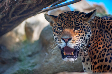 Portrait d'un guépard de face à l'ombre