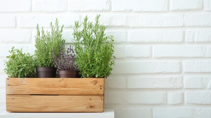 Fresh herbs growing in wooden planter against white brick wall