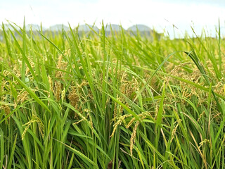 Rice ears and rice fields harvest photo