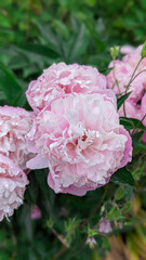Closeup of pink peonies after rainfall, fresh petals glistening with droplets, fresh energy in floral scene, natural beauty, garden design, and wellness