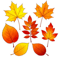 Naklejka premium Assorted autumn leaves in warm yellow orange and red hues isolated on a transparent background fall leaf
