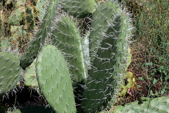 Prickly pear cactus growing wild along dirt road in sunny landscape