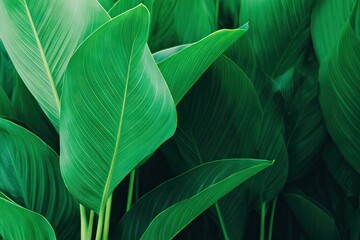 Close-up of lush green tropical leaves (1)
