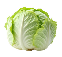 Fresh green napa cabbage, crisp healthy vegetable ready for cooking