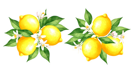 Two clusters of ripe yellow lemons with green leaves and white blossoms isolated on a transparent background