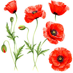 Vibrant red poppies with green leaves and buds isolated on a transparent background poppy flower
