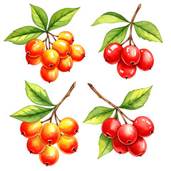 Watercolor red and orange berries on branches with green leaves isolated on a transparent background