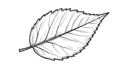 Black and white sketch of a detailed leaf illustration  