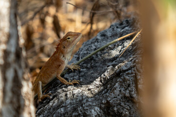 Oriental Garden Lizard Basking on a Rock