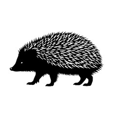hedgehog isolated on white background