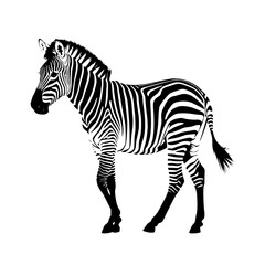 zebra vector illustration