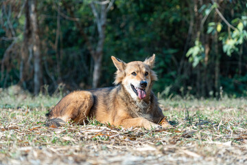 Happy Dog Resting on Forest Edge in Sunlight