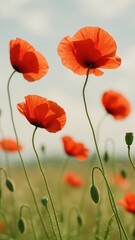 Naklejka premium Vibrant poppies under clear sky.