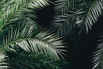Close-up of tropical palm fronds against a dark background